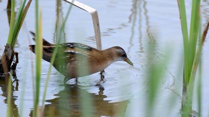 Little Crake