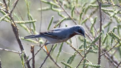 Subalpine Warbler