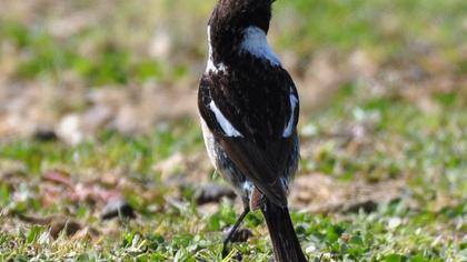European Stonechat