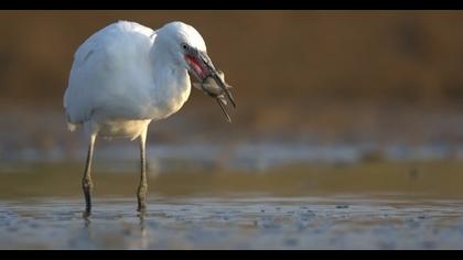Little Egret