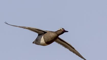 Garganey