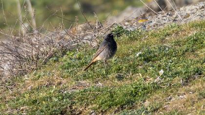 Black Redstart