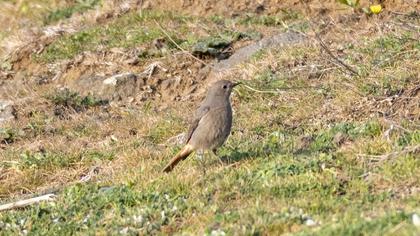 Black Redstart