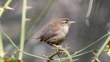 Eurasian Wren