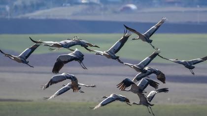 Common Crane