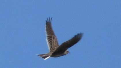 Eurasian Skylark