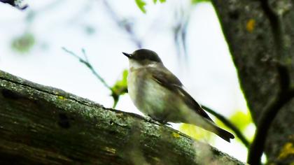 Collared Flycatcher