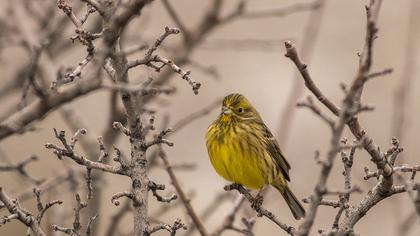 Yellowhammer