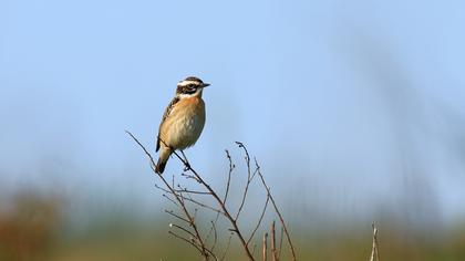 Whinchat
