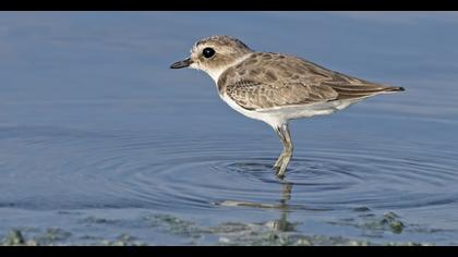 Kentish Plover