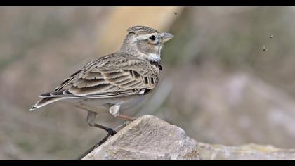 Calandra Lark