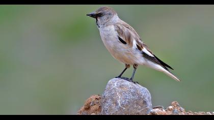 White-winged Snowfinch