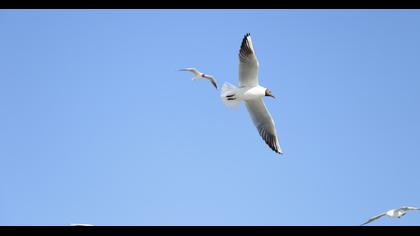 Black-headed Gull