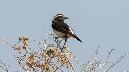 Cyprus Wheatear