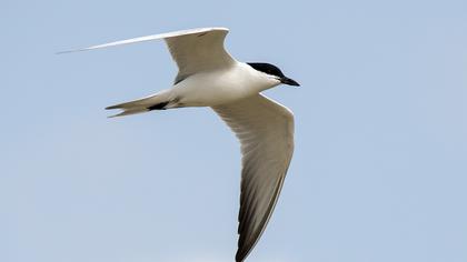 Gull-billed Tern