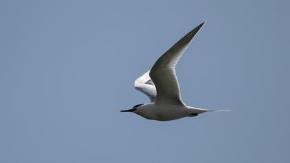 Sandwich Tern