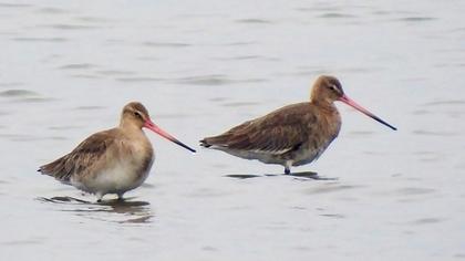 Black-tailed Godwit