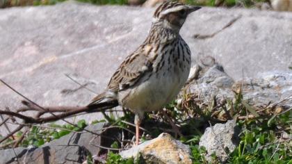 Woodlark