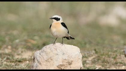 Black-eared Wheatear