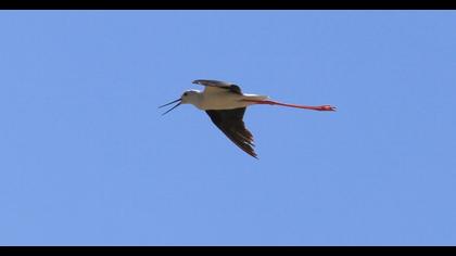 Black-winged Stilt