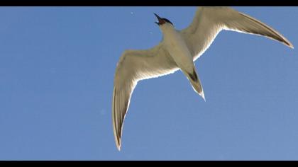 Gull-billed Tern