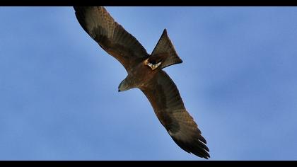 Black Kite
