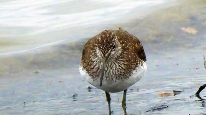 Green Sandpiper