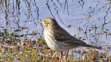 Water Pipit