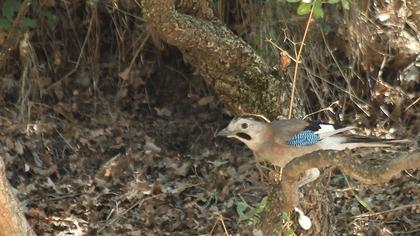 Eurasian Jay