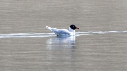 Mediterranean Gull
