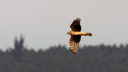 Hen Harrier