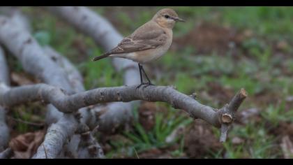 Isabelline Wheatear
