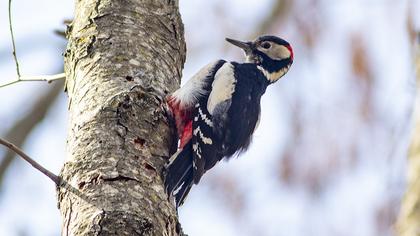 Great Spotted Woodpecker