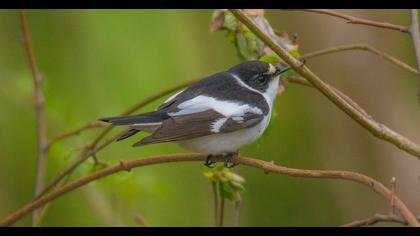 Semicollared Flycatcher