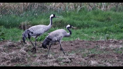 Common Crane