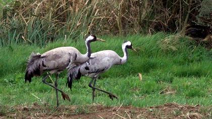 Common Crane