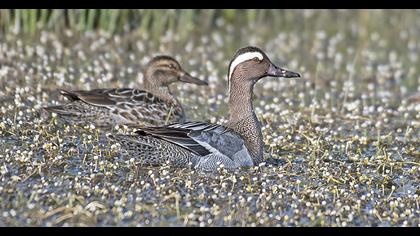 Garganey