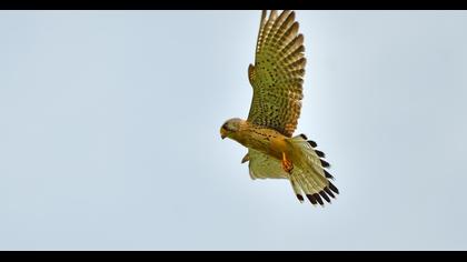 Lesser Kestrel