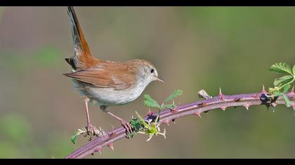 Cetti`s Warbler