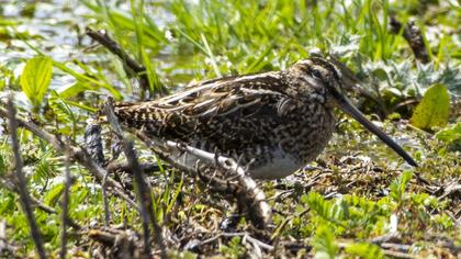 Common Snipe