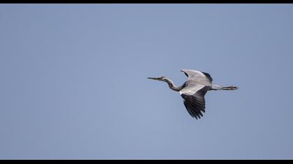 Grey Heron