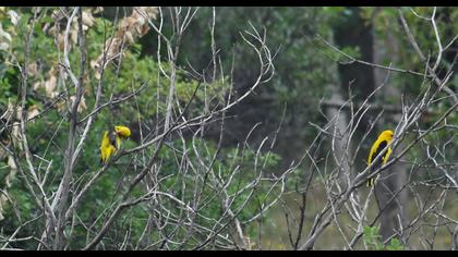 Eurasian Golden Oriole