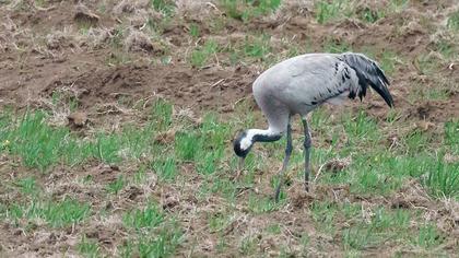 Common Crane