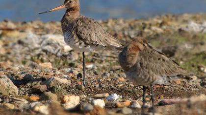 Black-tailed Godwit