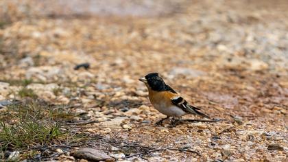Brambling