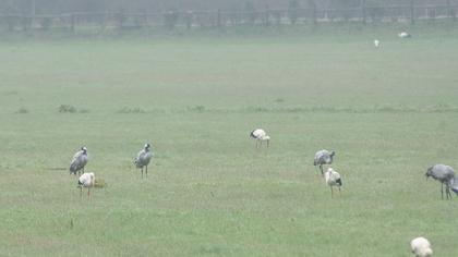 Common Crane