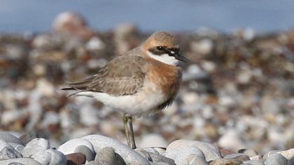 Greater Sand Plover