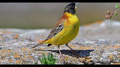 Black-headed Bunting
