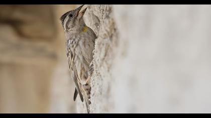 Rock Sparrow