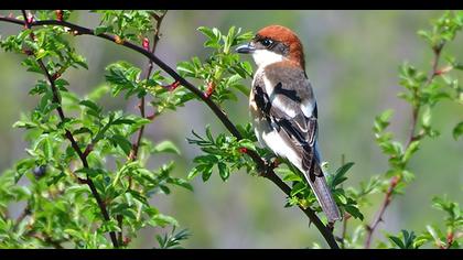 Woodchat Shrike